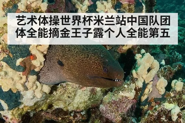 艺术体操世界杯米兰站中国队团体全能摘金王子露个人全能第五